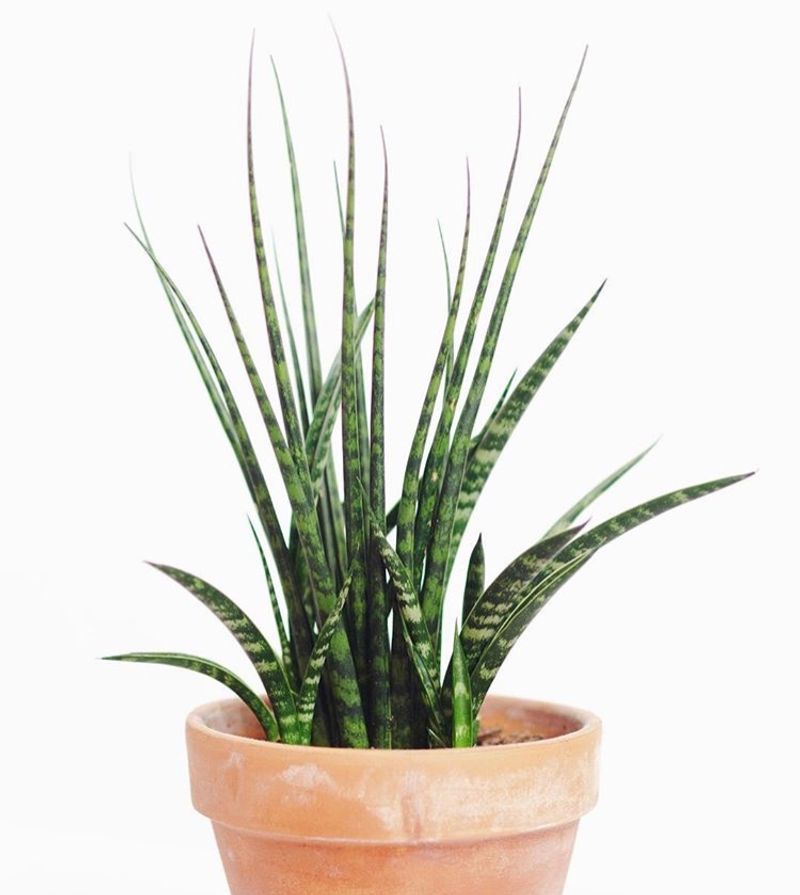 Sansevieria (Snake Plant)