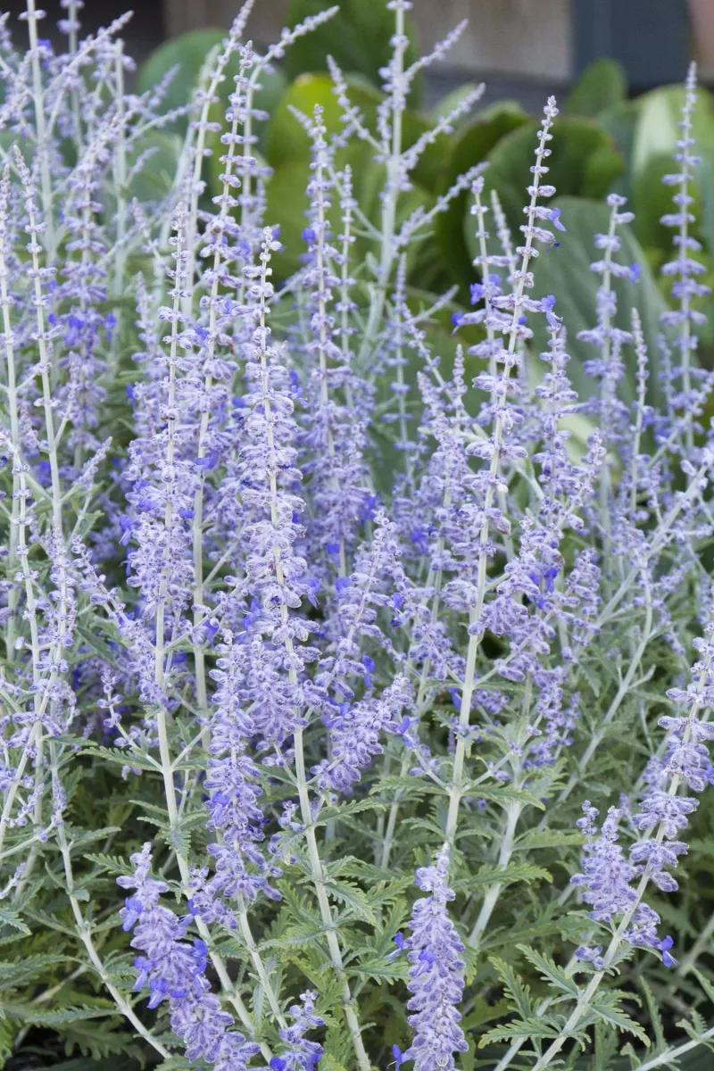Russian Sage