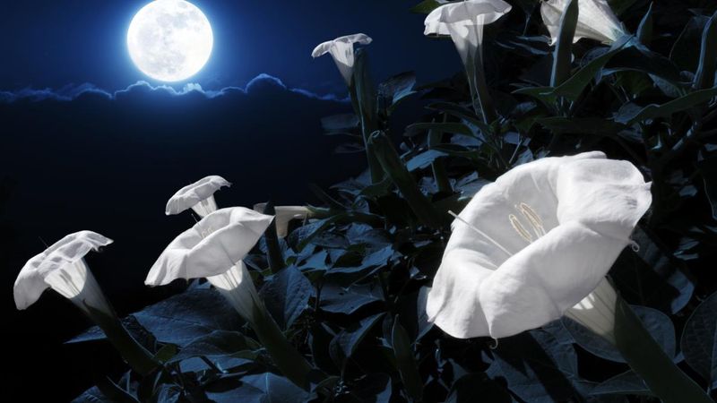 Cancer - Moonflower