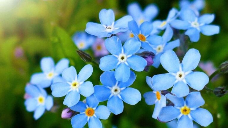 20 Alpine Flowers That Create A Mountain Garden Vibe - Complete Gardening