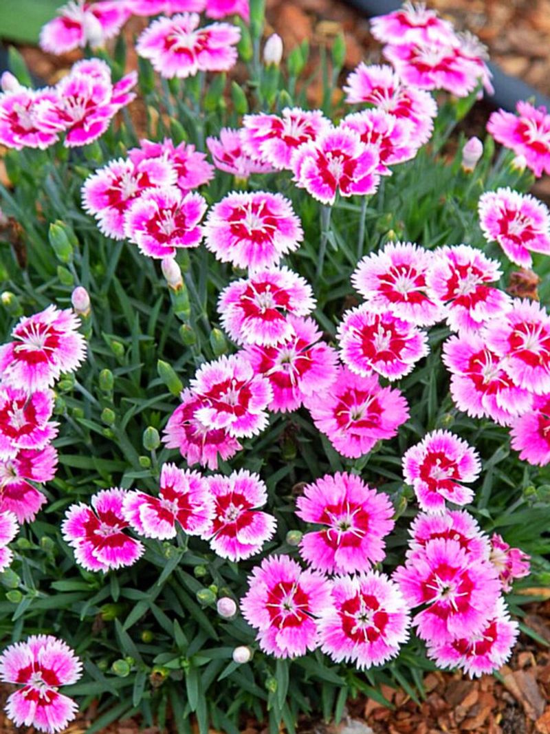 Dianthus