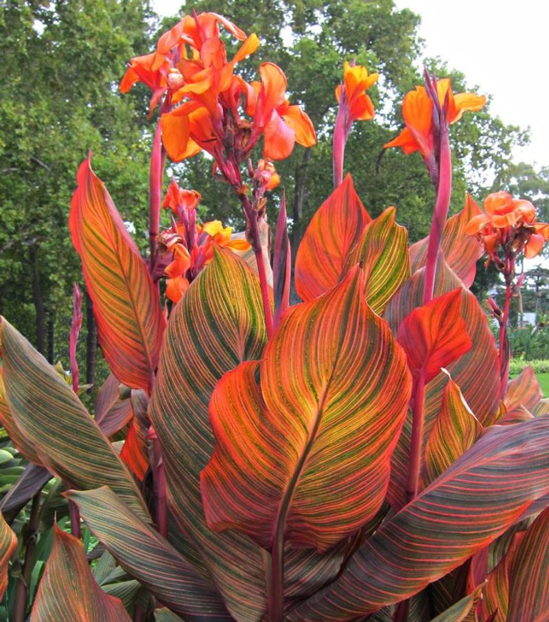 Canna Lily