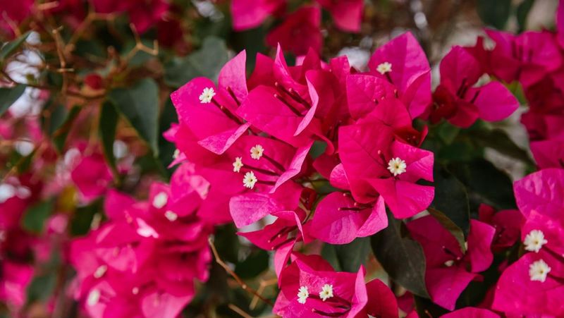 Bougainvillea