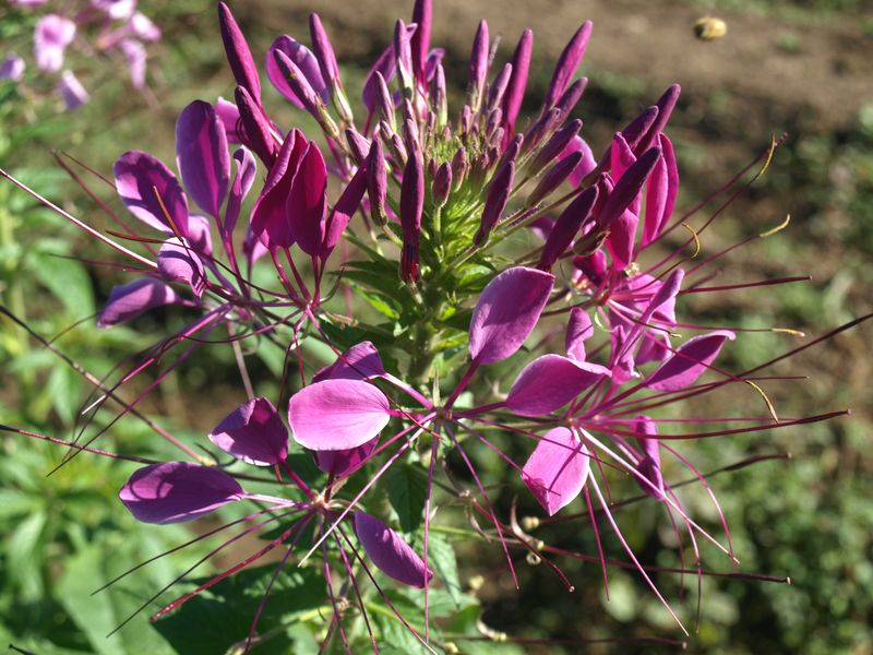 Spider Flower (Cleome)