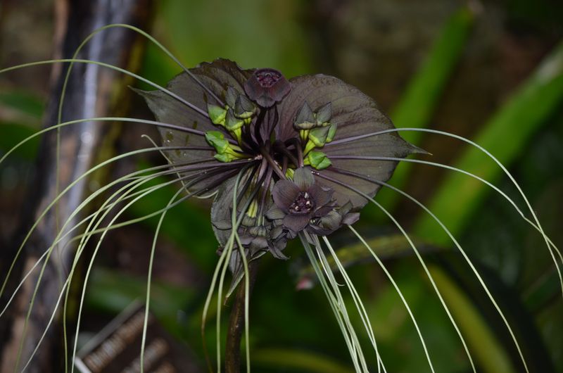 Black Bat Flower