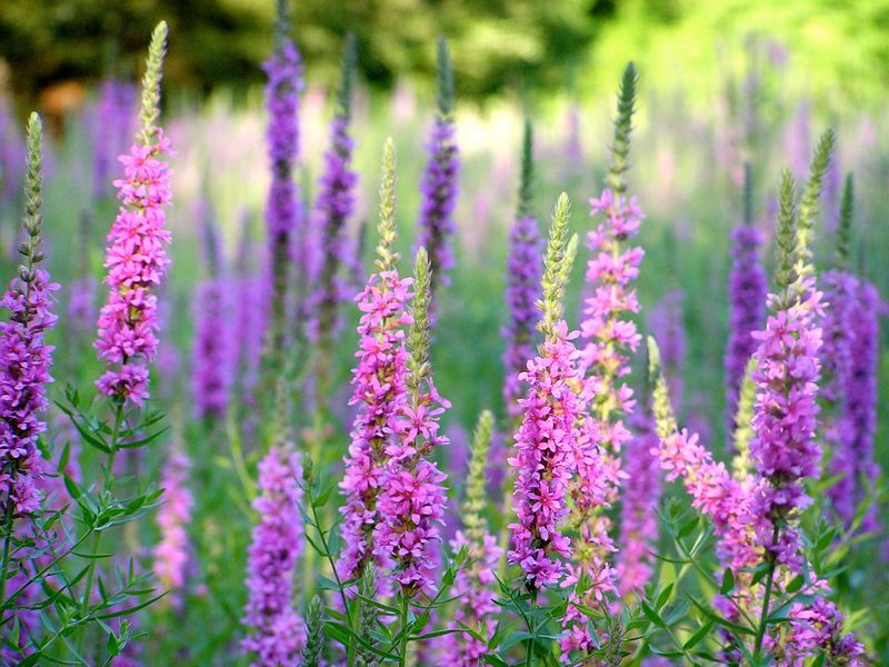 Purple Loosestrife