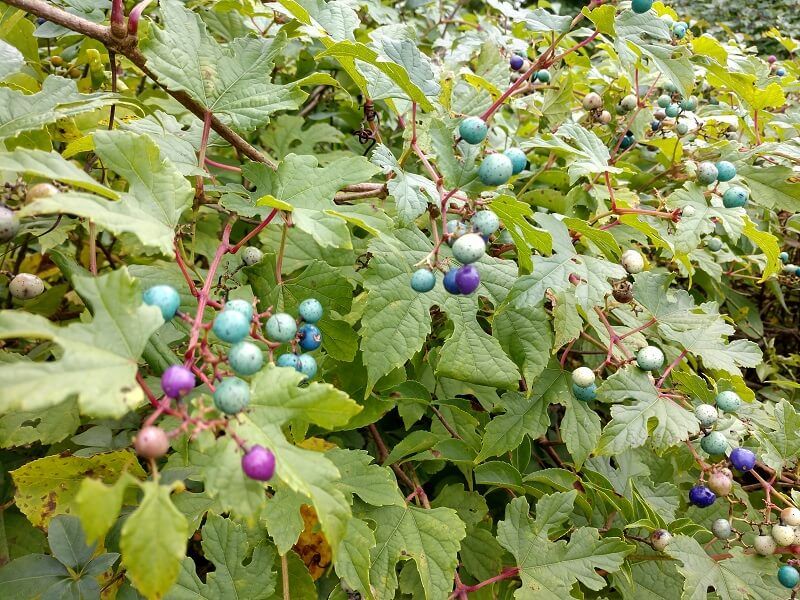 Porcelain Berry (Ampelopsis brevipedunculata)