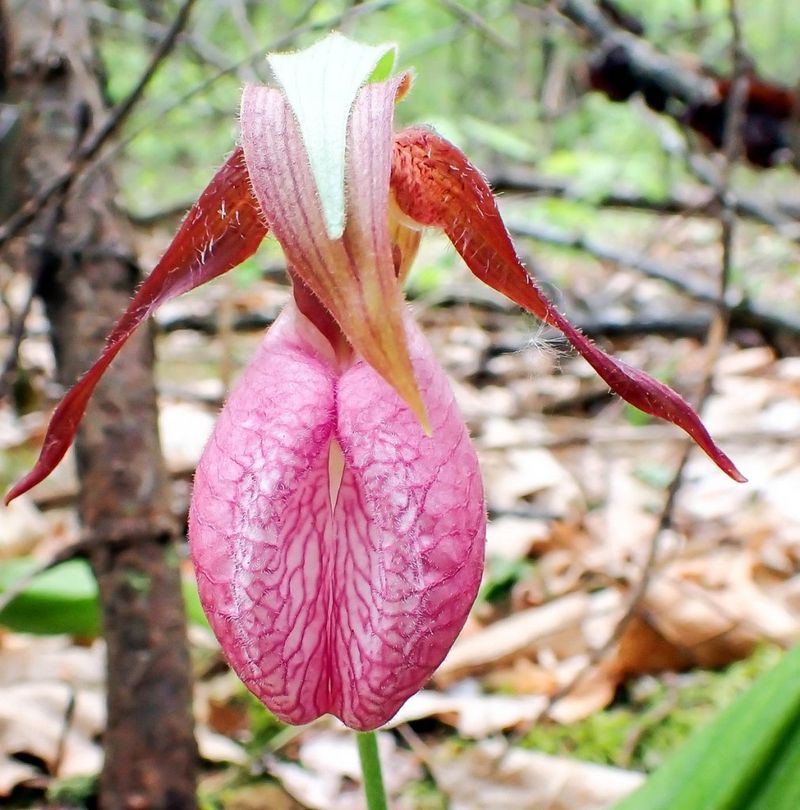Lady's Slipper Orchid