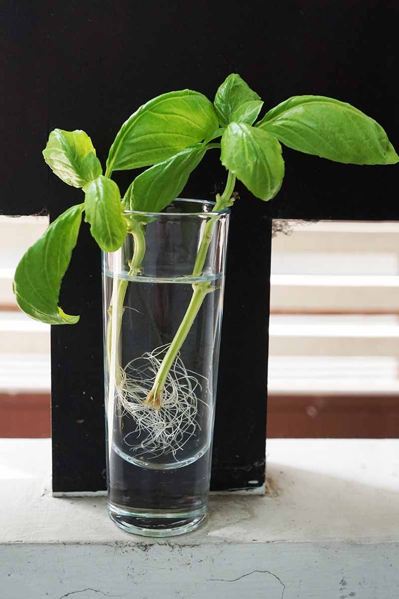 Regrow Basil from Cuttings