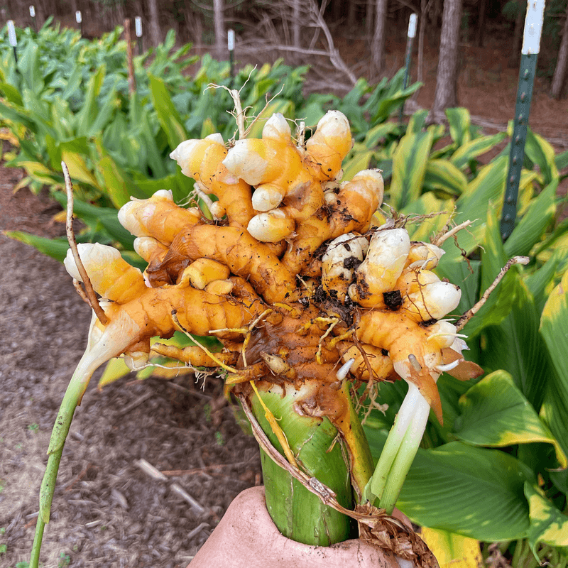 Turmeric