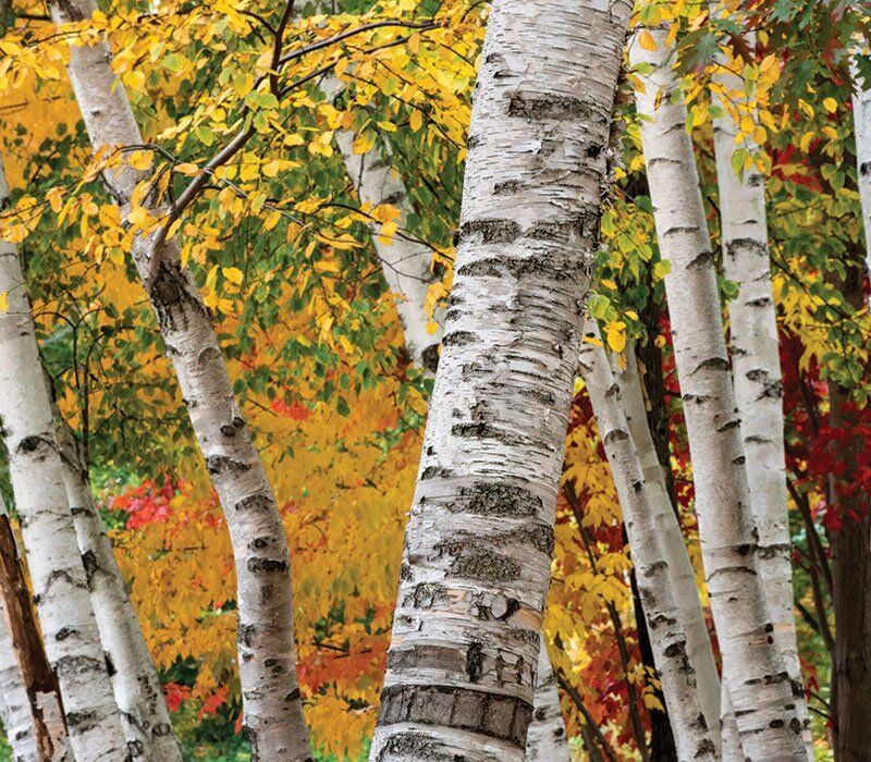 Paper Birch (Betula papyrifera)