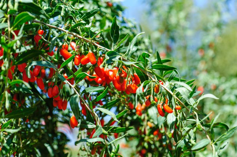 Goji Berry