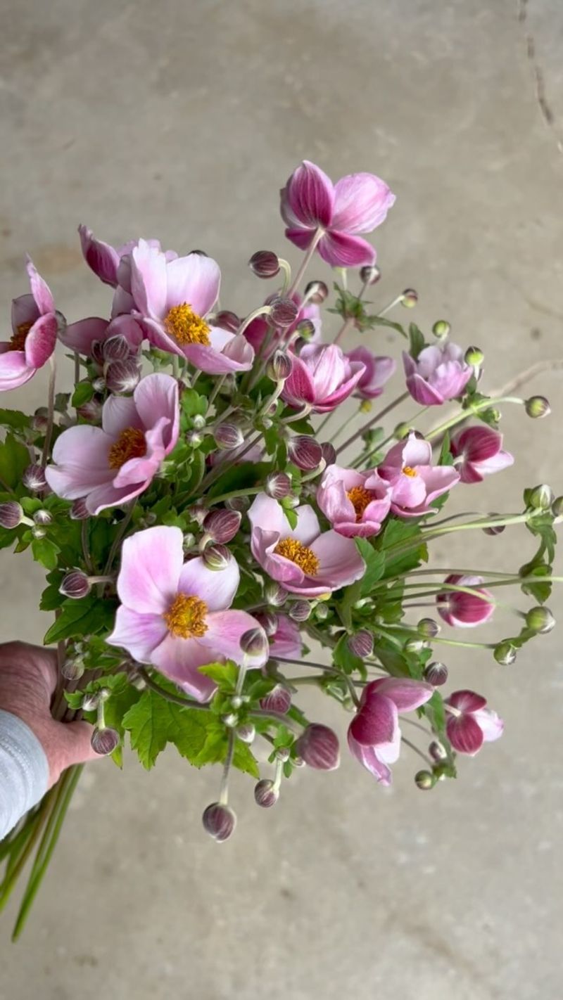 Japanese Anemone (Anemone hupehensis)