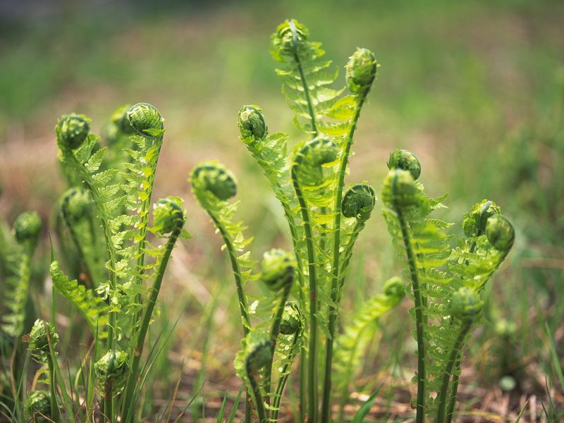 Fiddlehead Ferns