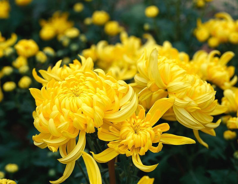 Chrysanthemum