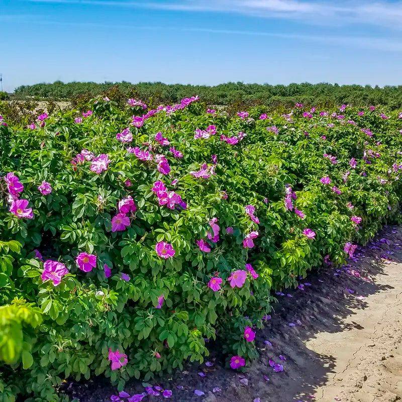 Rugosa Rose