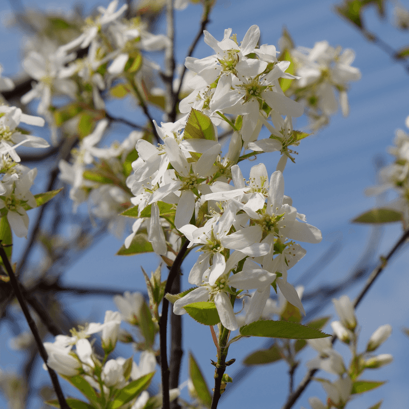 Serviceberry