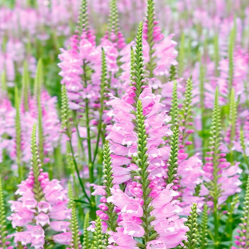 Obedient Plant (Physostegia virginiana)