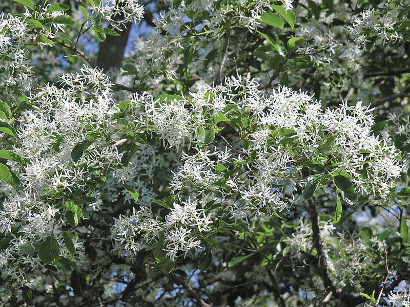 Chinese Fringe Tree
