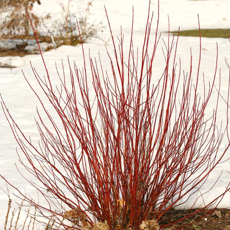 Arctic Fire Dogwood