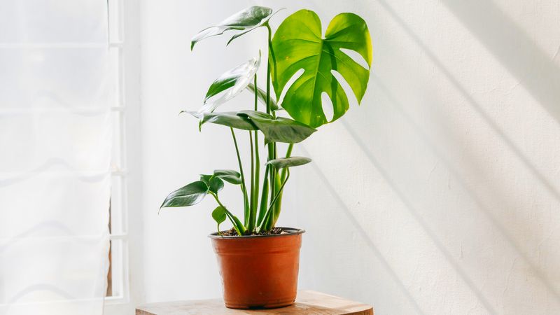Monstera deliciosa
