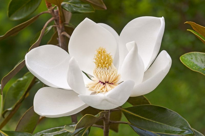 Southern Magnolia (Magnolia grandiflora)