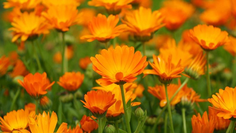 Calendula