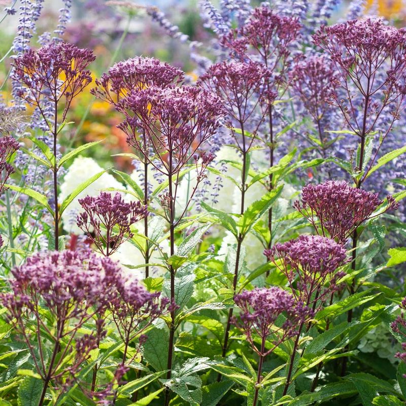 Joe Pye Weed (Eutrochium purpureum)