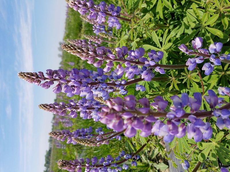 Lupine (Lupinus perennis)