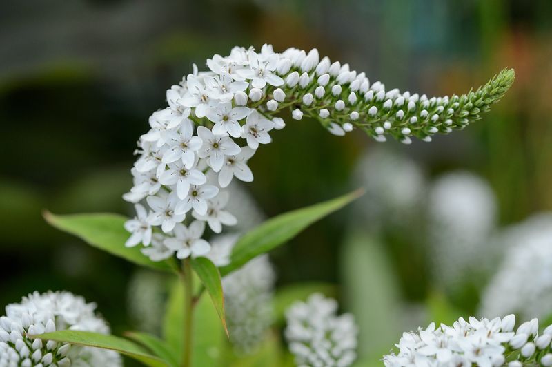 Gooseneck Loosestrife (Lysimachia clethroides)
