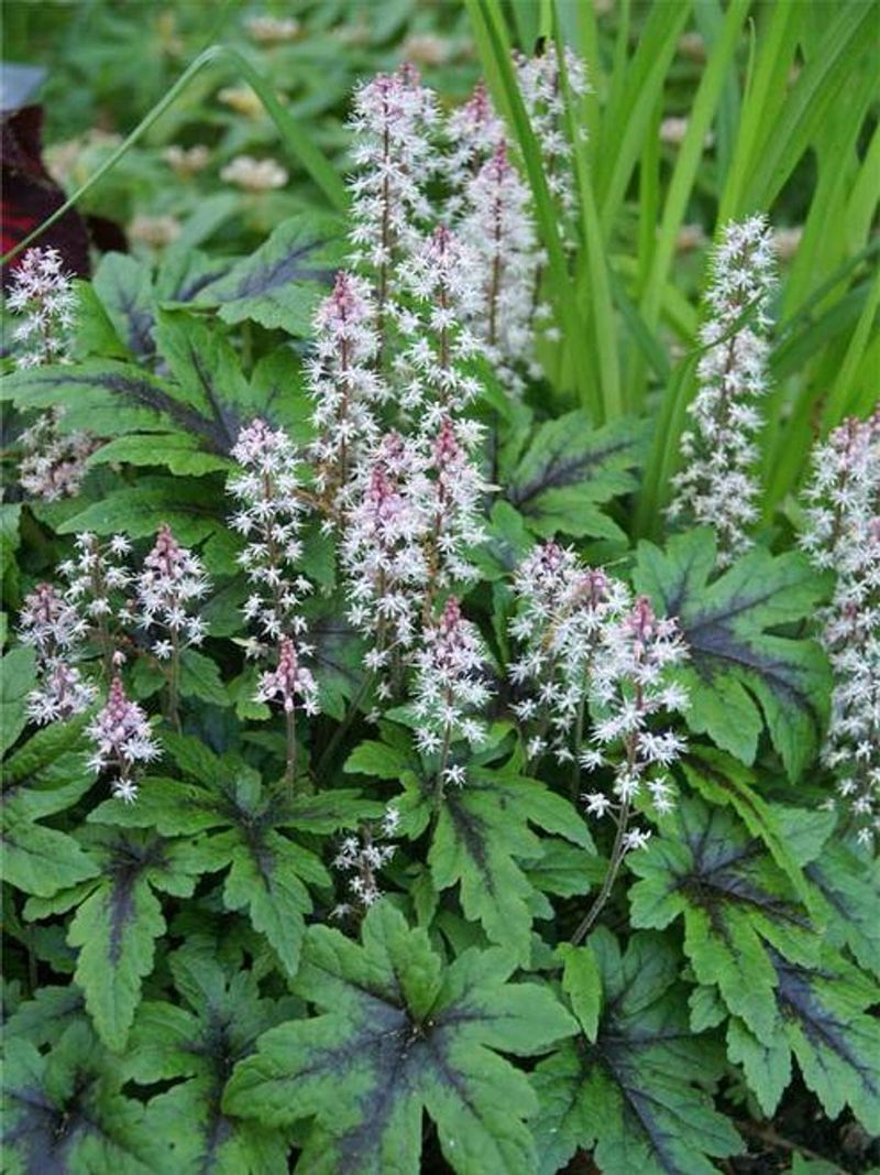 Foamflower (Tiarella)