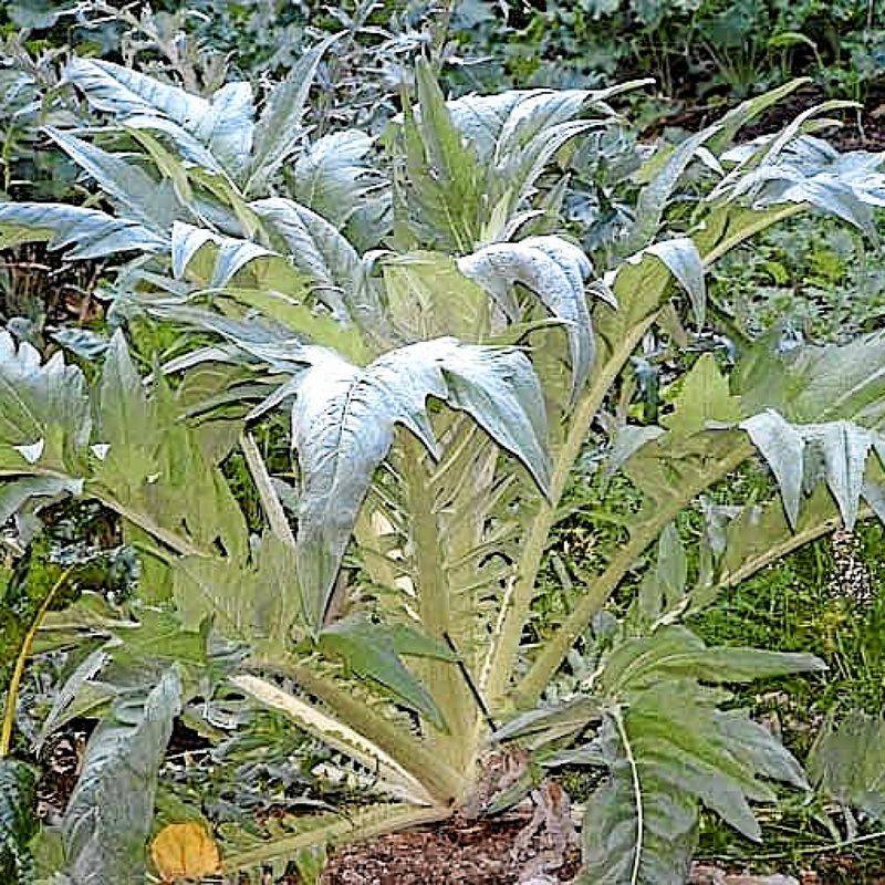 Cardoon: The Medieval Artichoke Celery