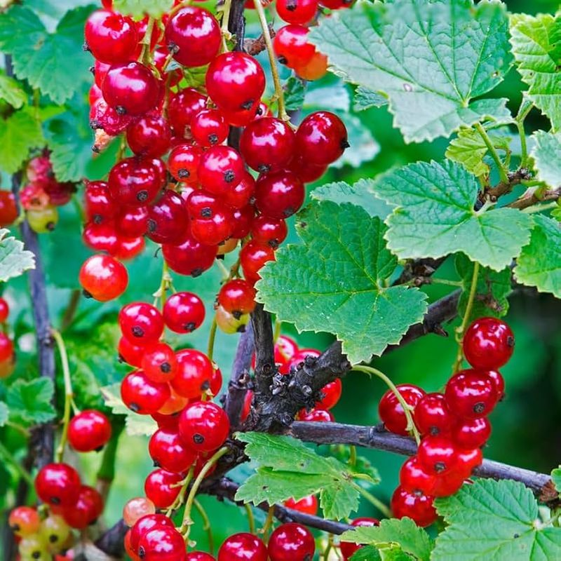 Currants