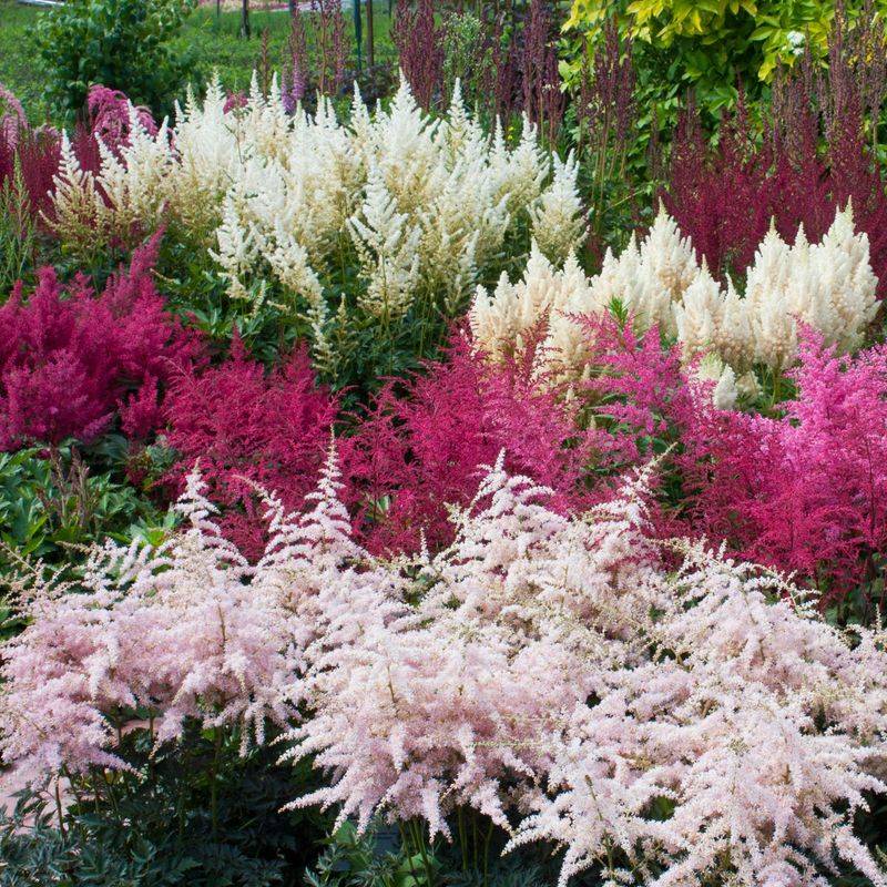 Astilbe (Astilbe spp.)