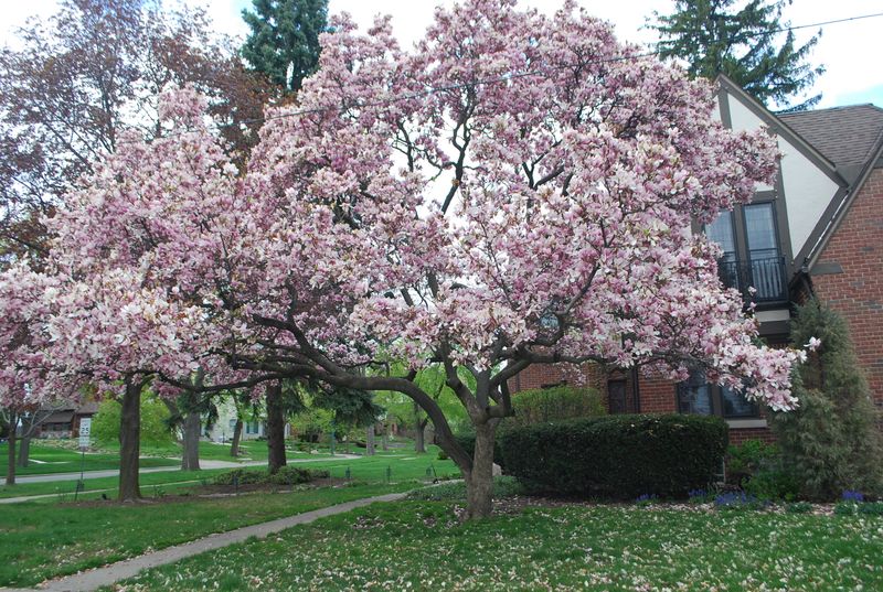 Magnificent Magnolias