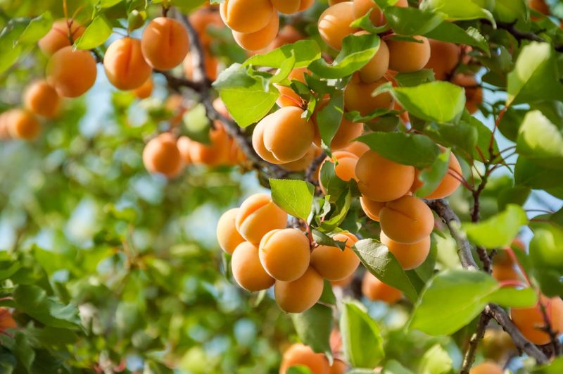 Apricot Tree