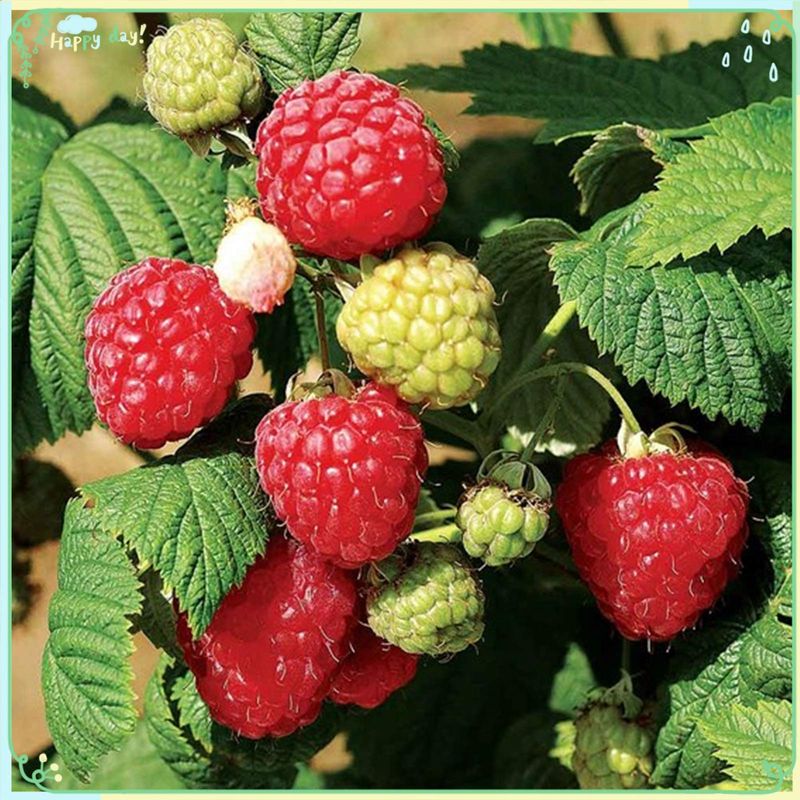 Raspberries: From Seed to Disappointment