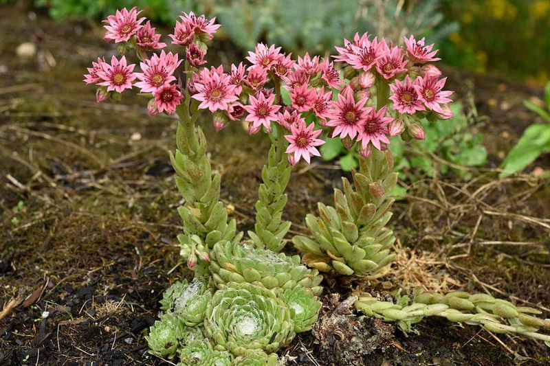 Sempervivum Tectorum
