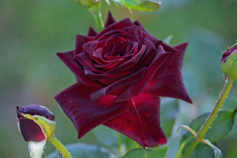Burgundy Rose