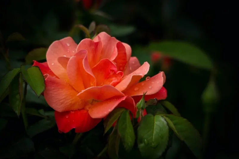 Salmon Rose
