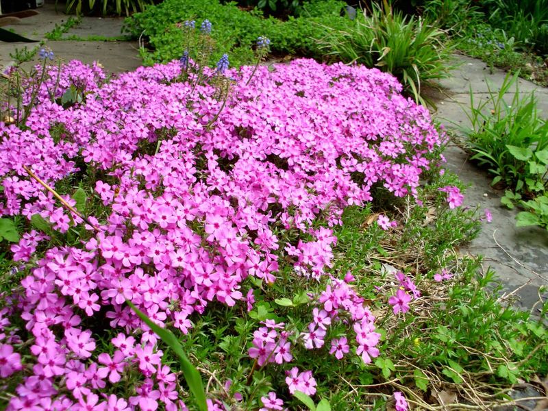 Moss Phlox