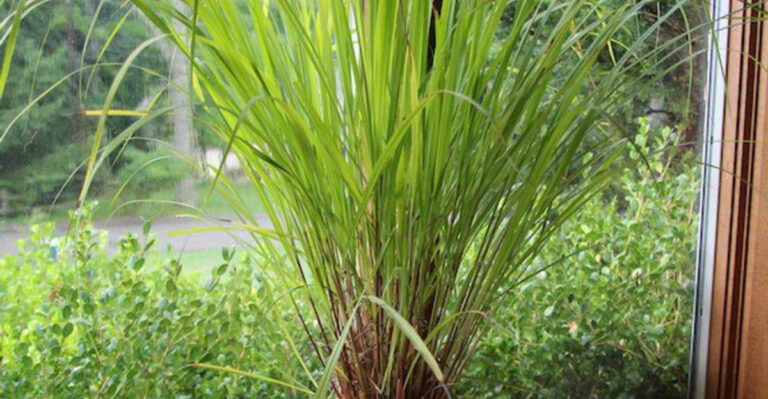 Grow Fresh Lemongrass Year-Round—No Garden Needed!