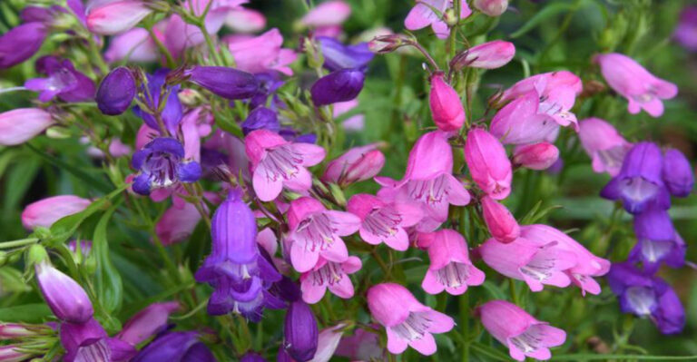 Grow Penstemon Like a Pro: 10 Tips for Vibrant Blooms and Easy Care