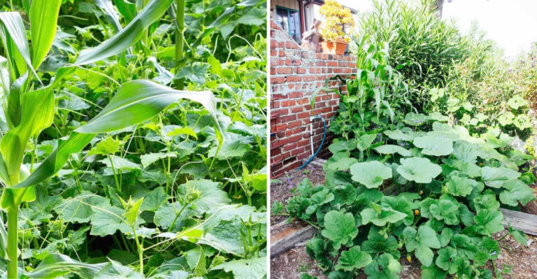 Grow These 21 Companion Plants With Corn For A More Abundant Harvest
