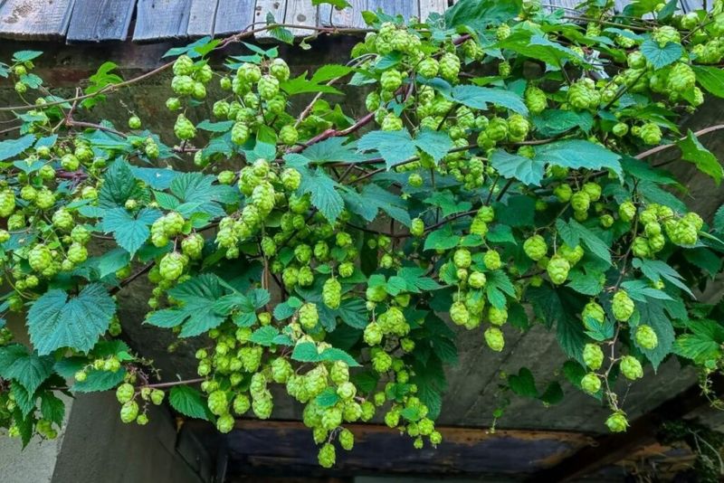 Humulus lupulus (Hop Vine)