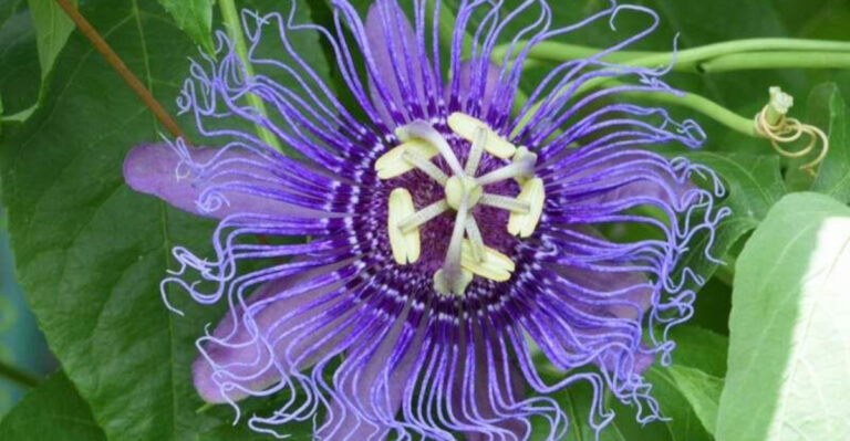 Grow Up: 10 Fast-Growing Vines That Transform Fences and Trellises