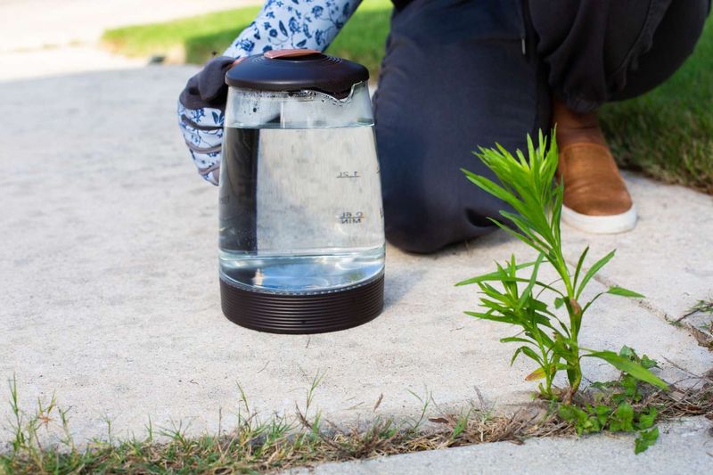 Use Natural Weed Killers