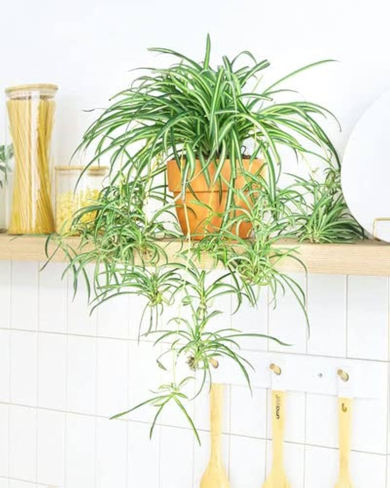 Spider Plant