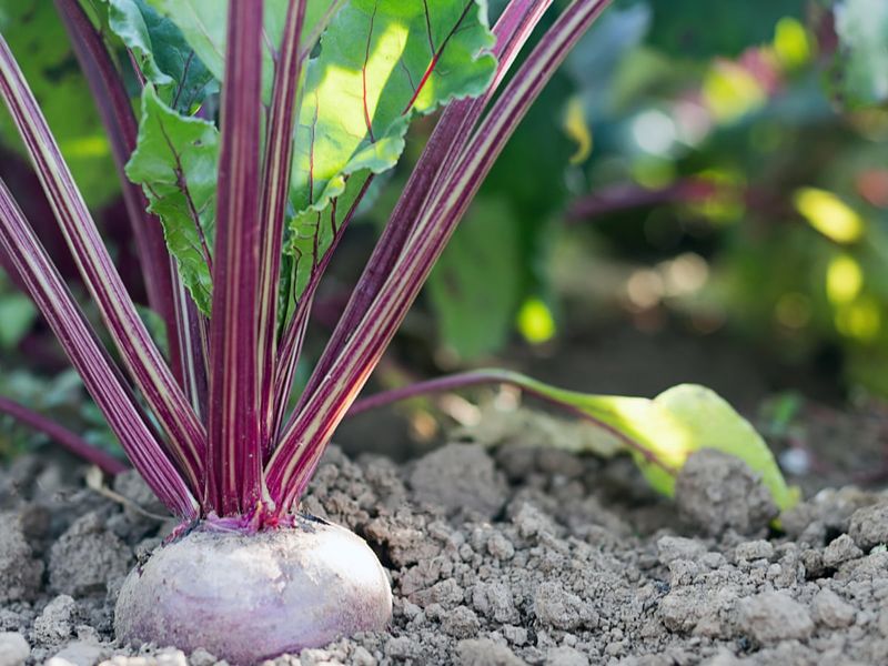 Add Boron to Prevent Black Spots and Improve Growth