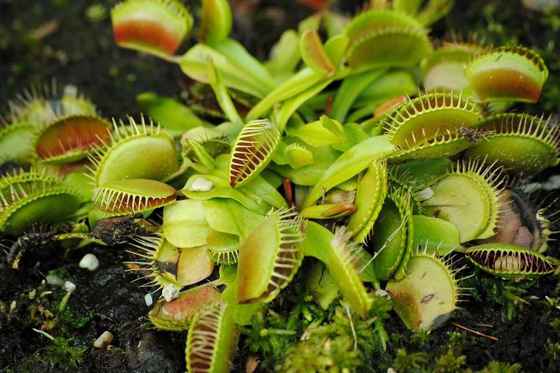 Venus Flytrap